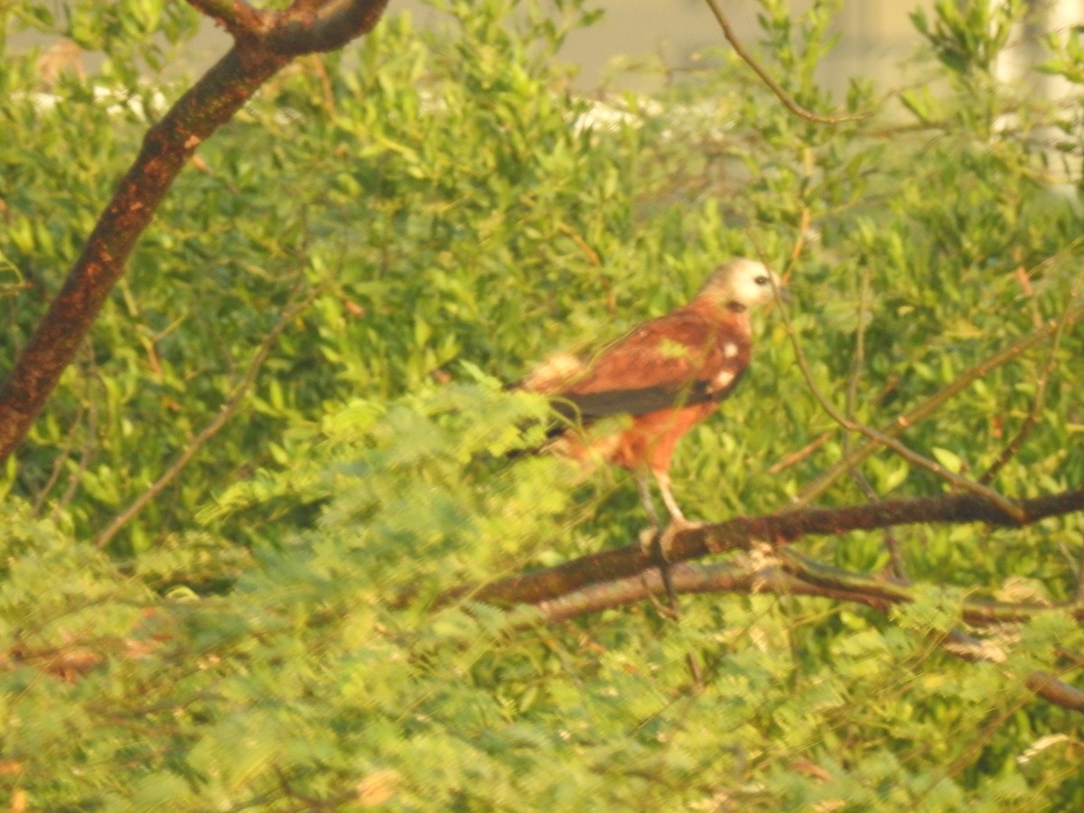 Black-collared Hawk - Paula Peña-Amaya