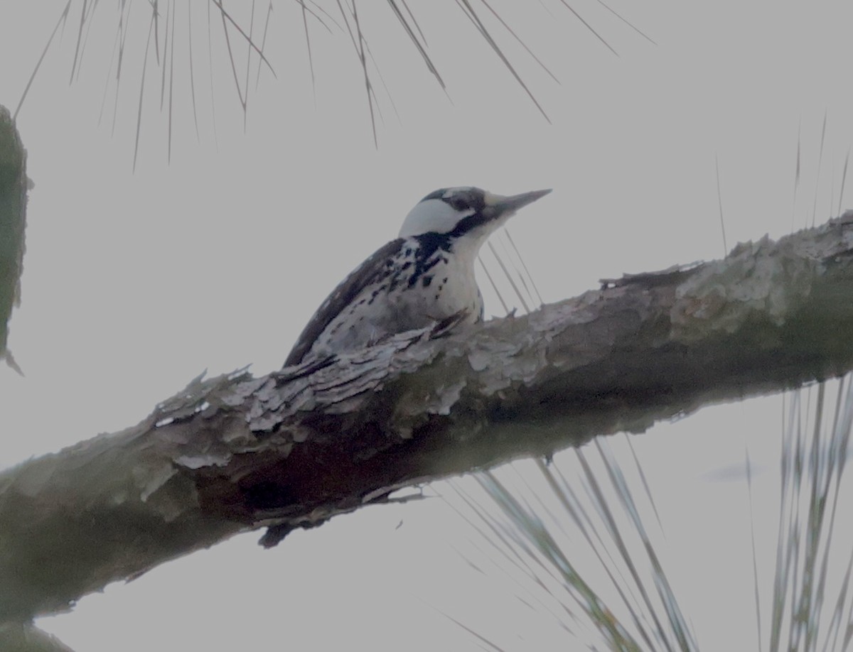 Red-cockaded Woodpecker - Steven & Darcy Shaddix