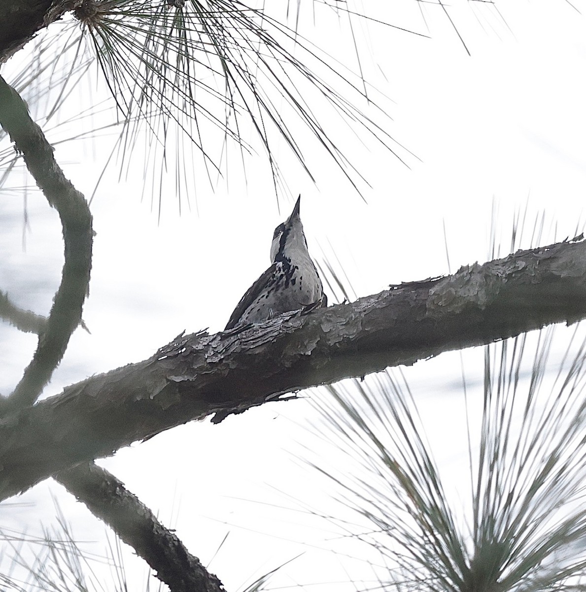 Red-cockaded Woodpecker - Steven & Darcy Shaddix