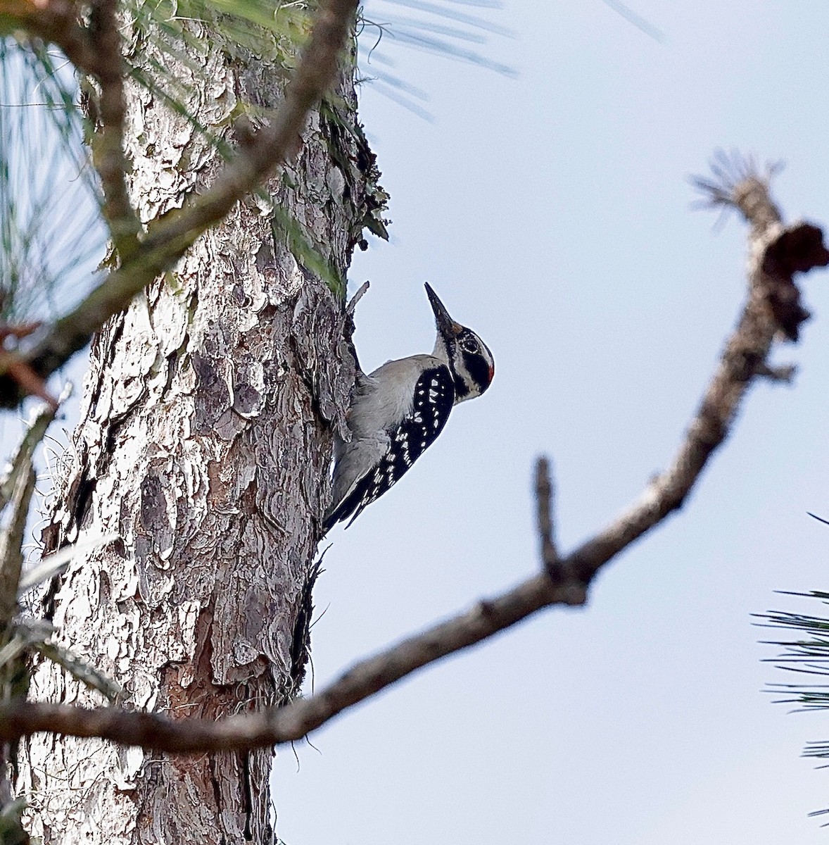 Hairy Woodpecker - Steven & Darcy Shaddix