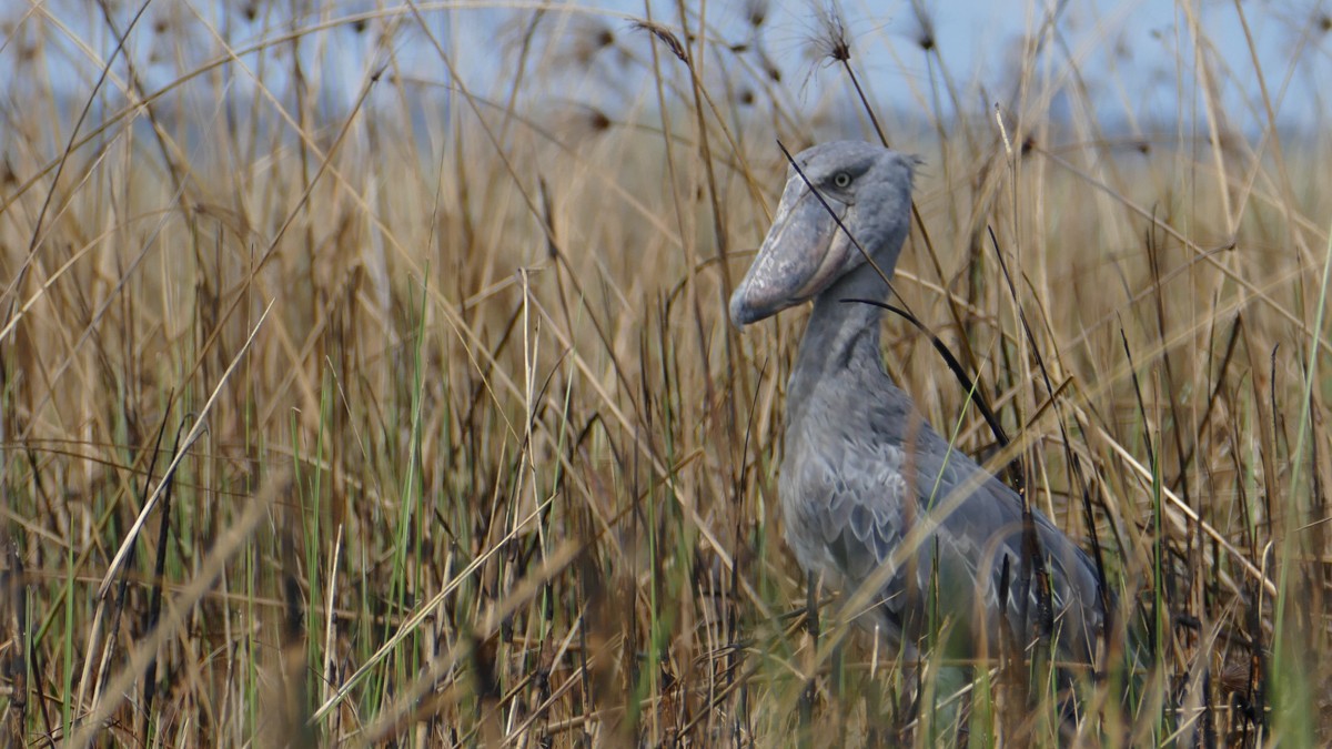 Shoebill - Hugh Powell