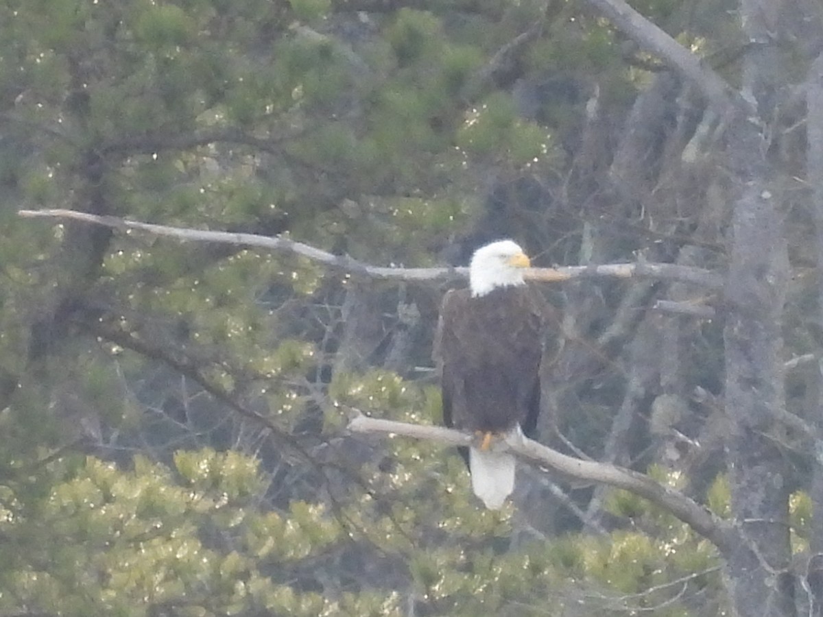 Bald Eagle - ML532019361