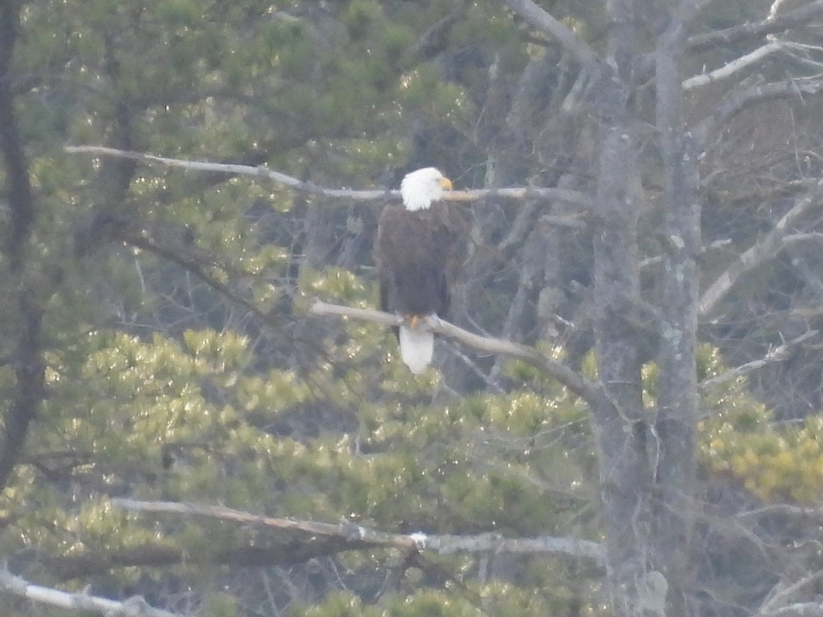 Bald Eagle - ML532019371