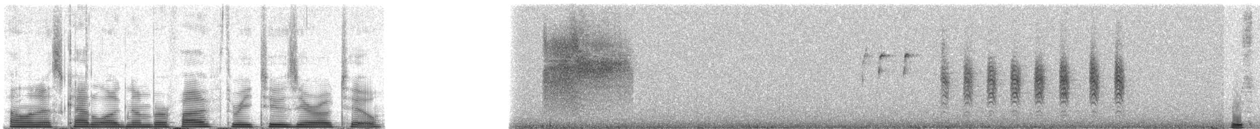 Black-tailed Gnatcatcher - ML53202