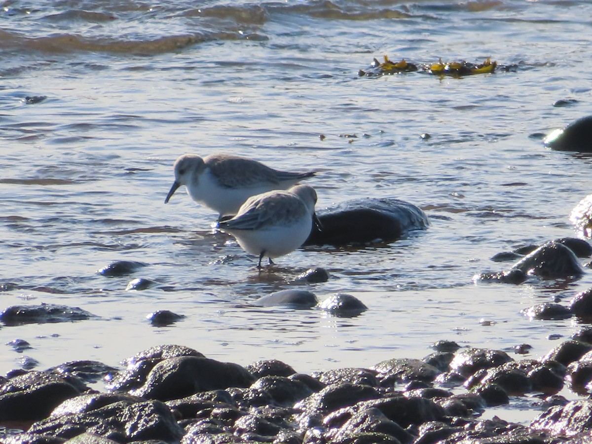 Sanderling - Ursula  Mitra