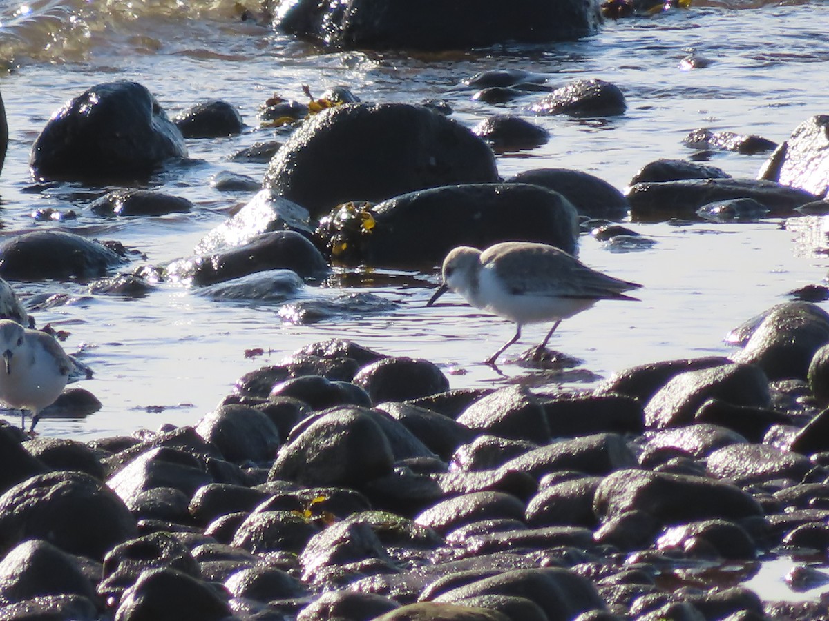 Bécasseau sanderling - ML532020501