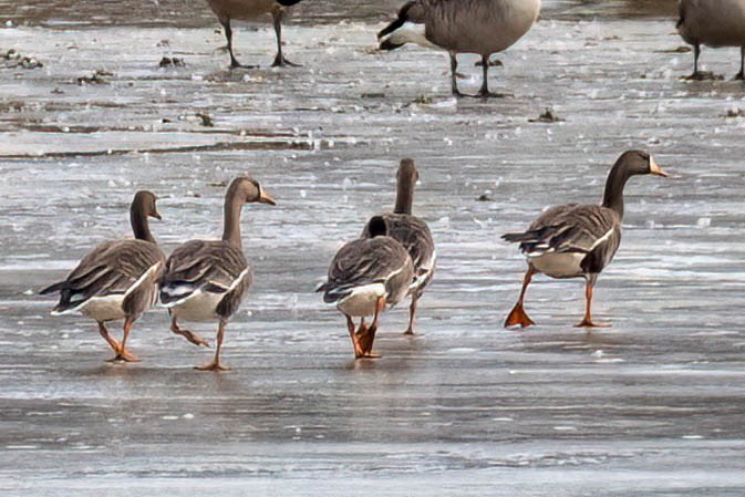 Greater White-fronted Goose - ML532025111