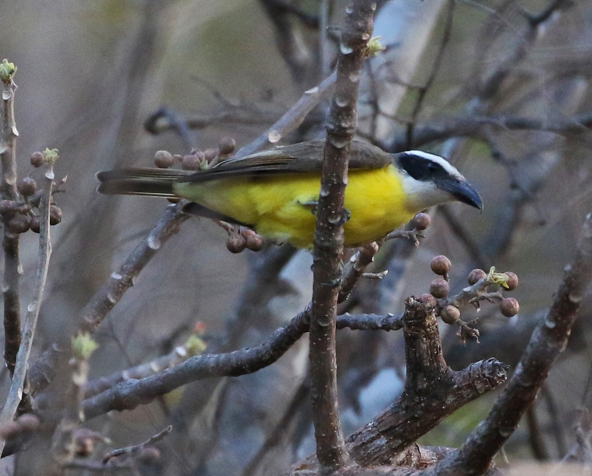 Boat-billed Flycatcher - ML53202601