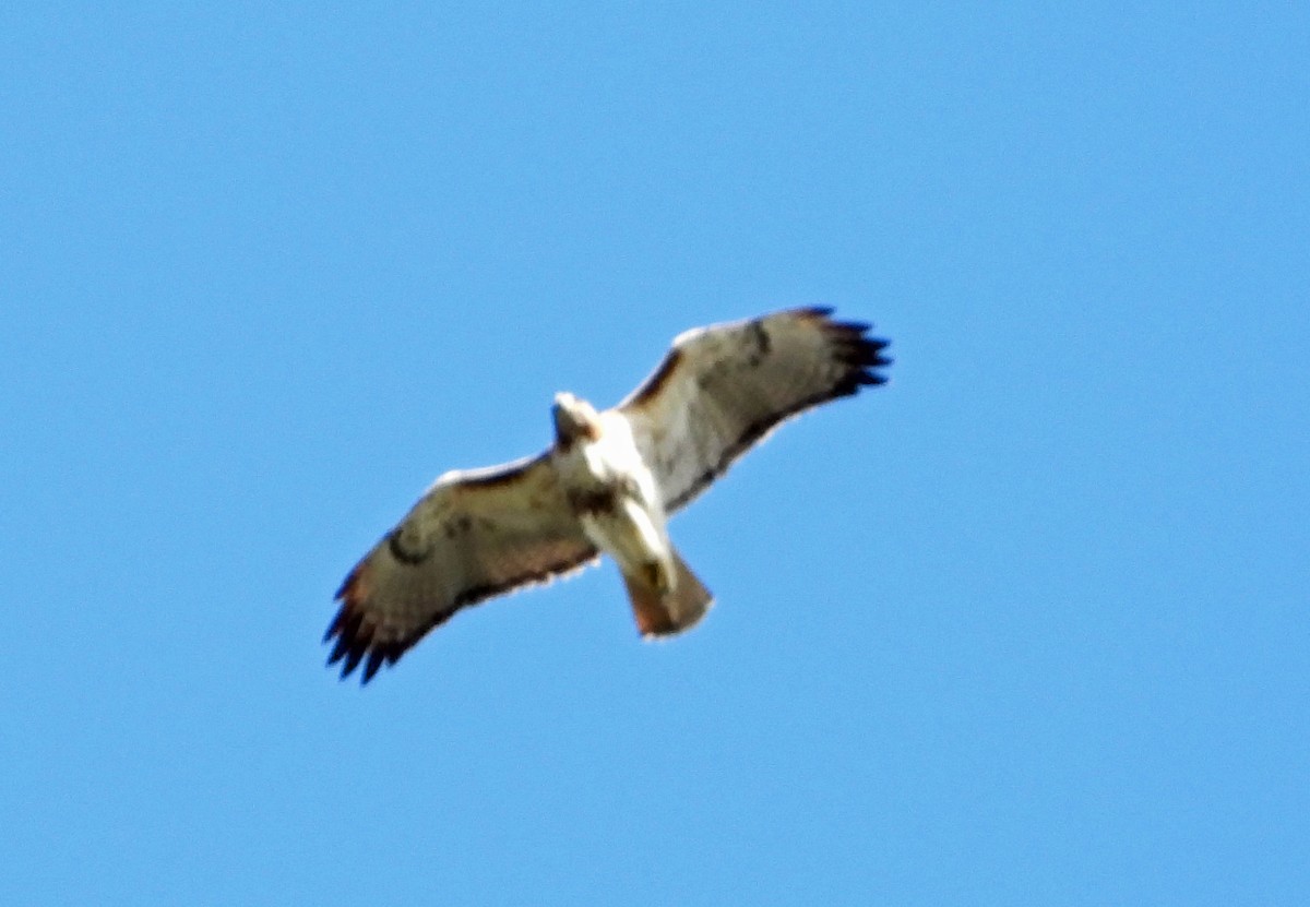 Red-tailed Hawk - ML532026711