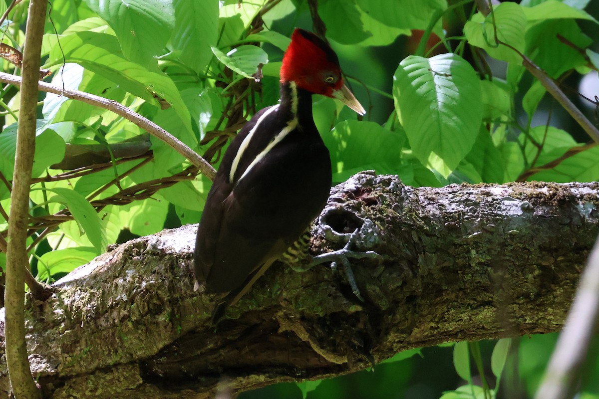 Pale-billed Woodpecker - Eric Cameron
