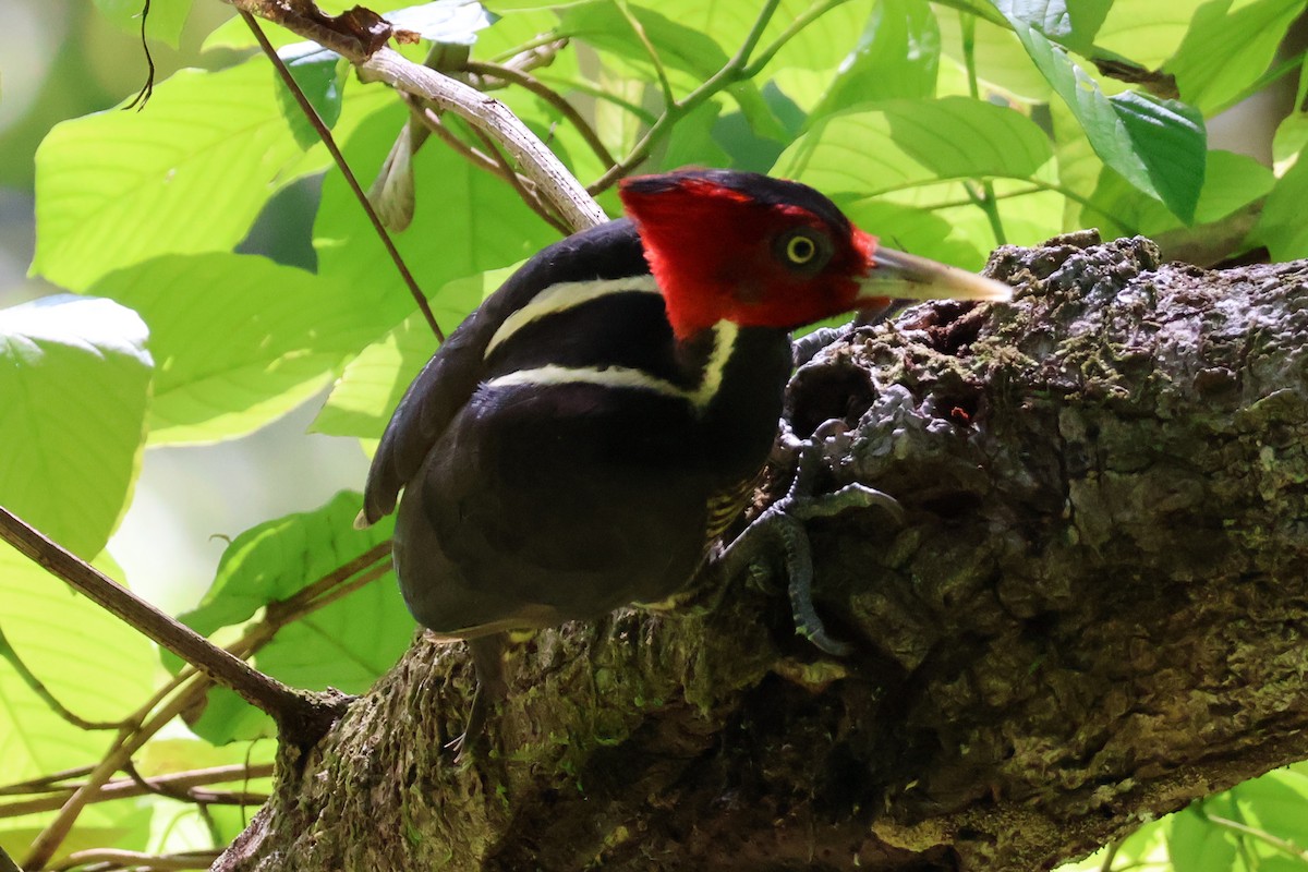 Pale-billed Woodpecker - Eric Cameron