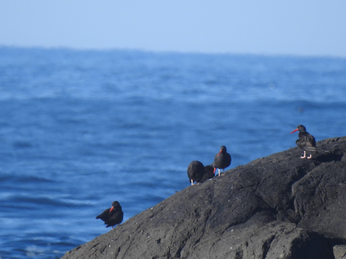 Black Oystercatcher - ML532029561