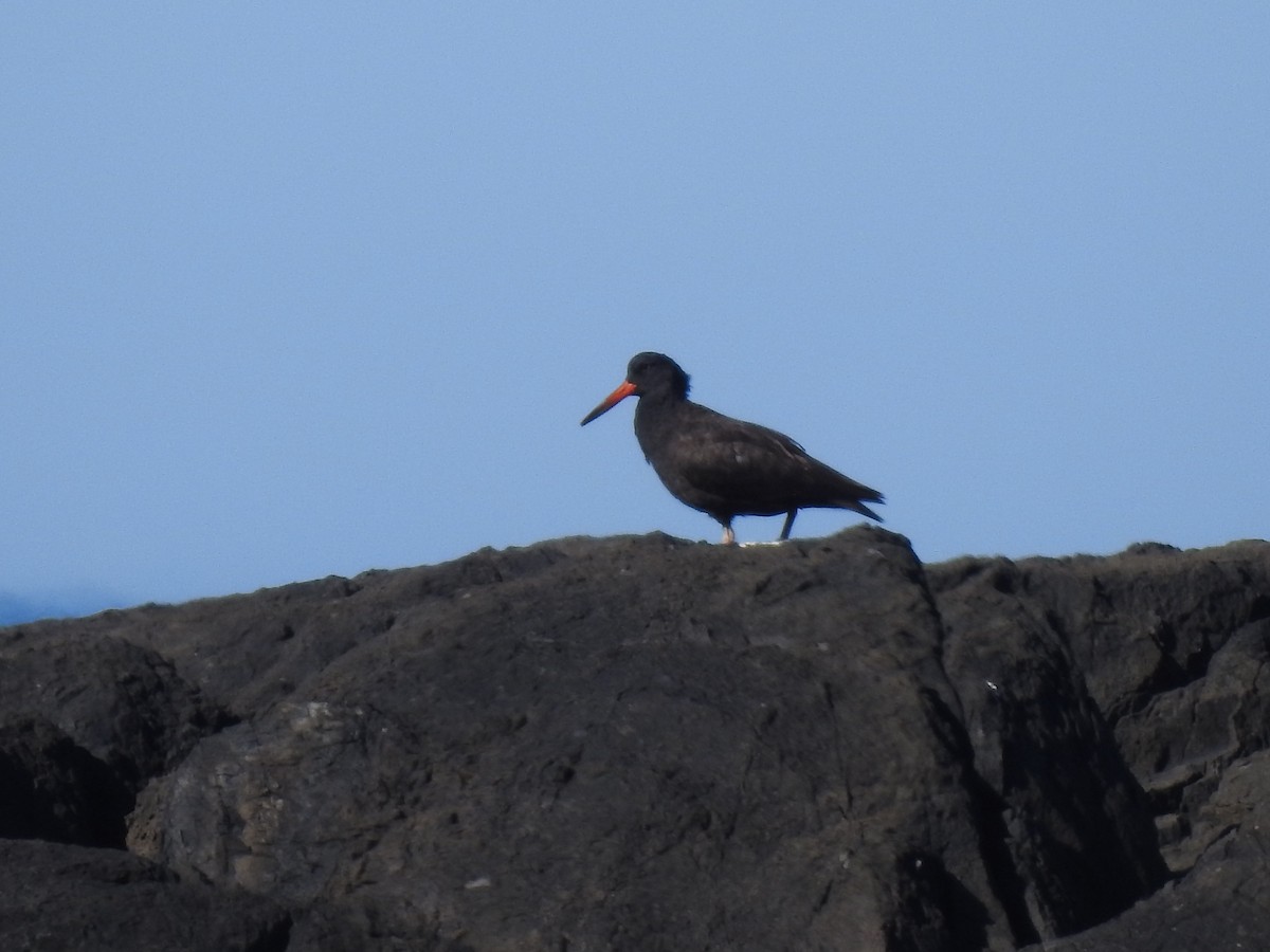 Black Oystercatcher - ML532029671