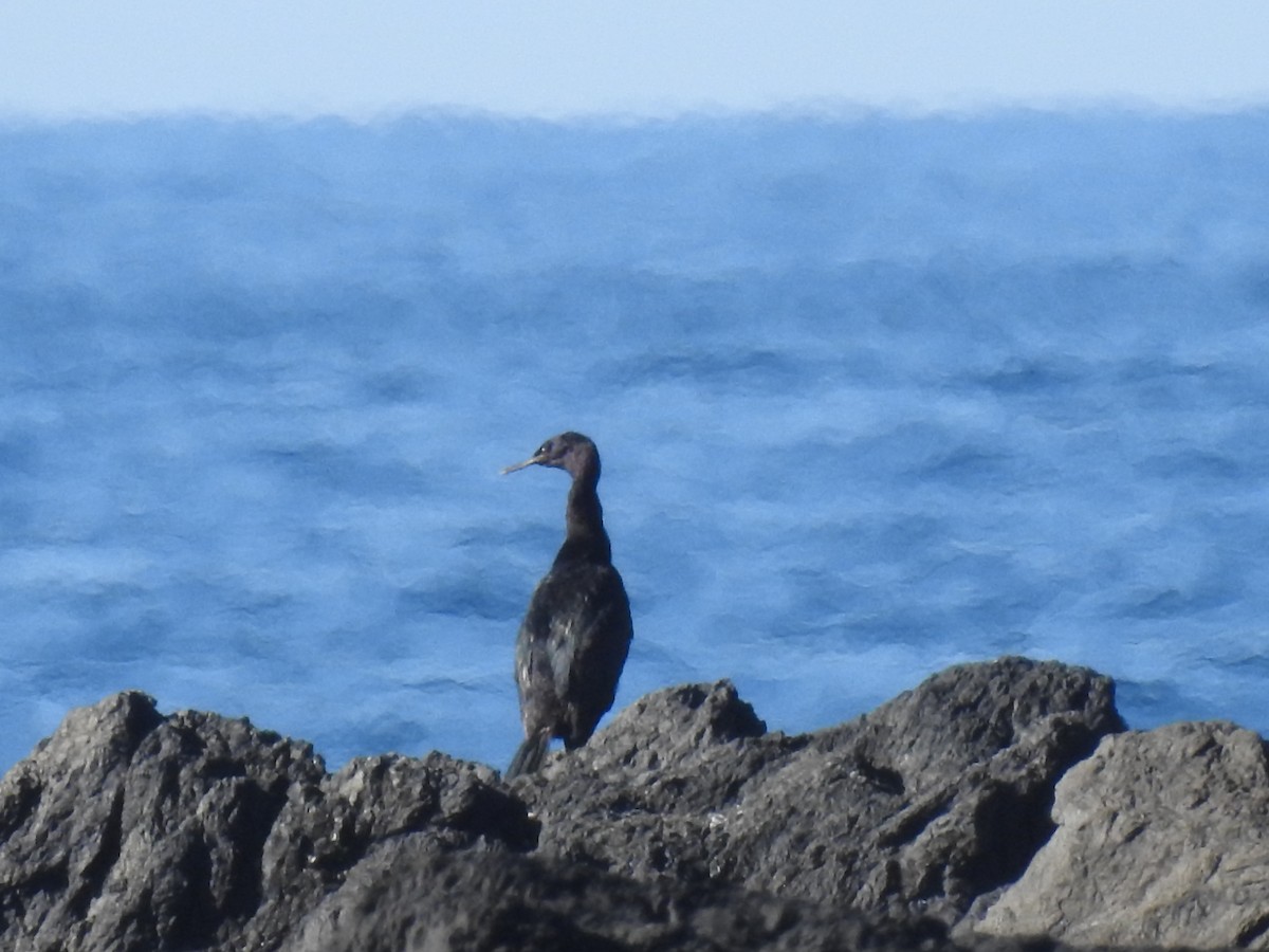 Brandt's Cormorant - ML532031241