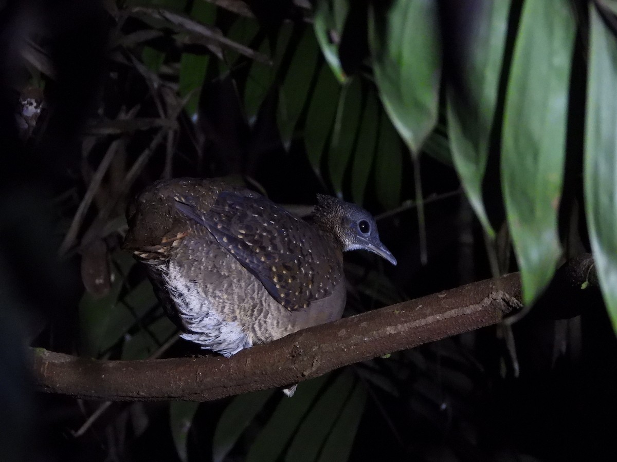 White-throated Tinamou - ML532032011