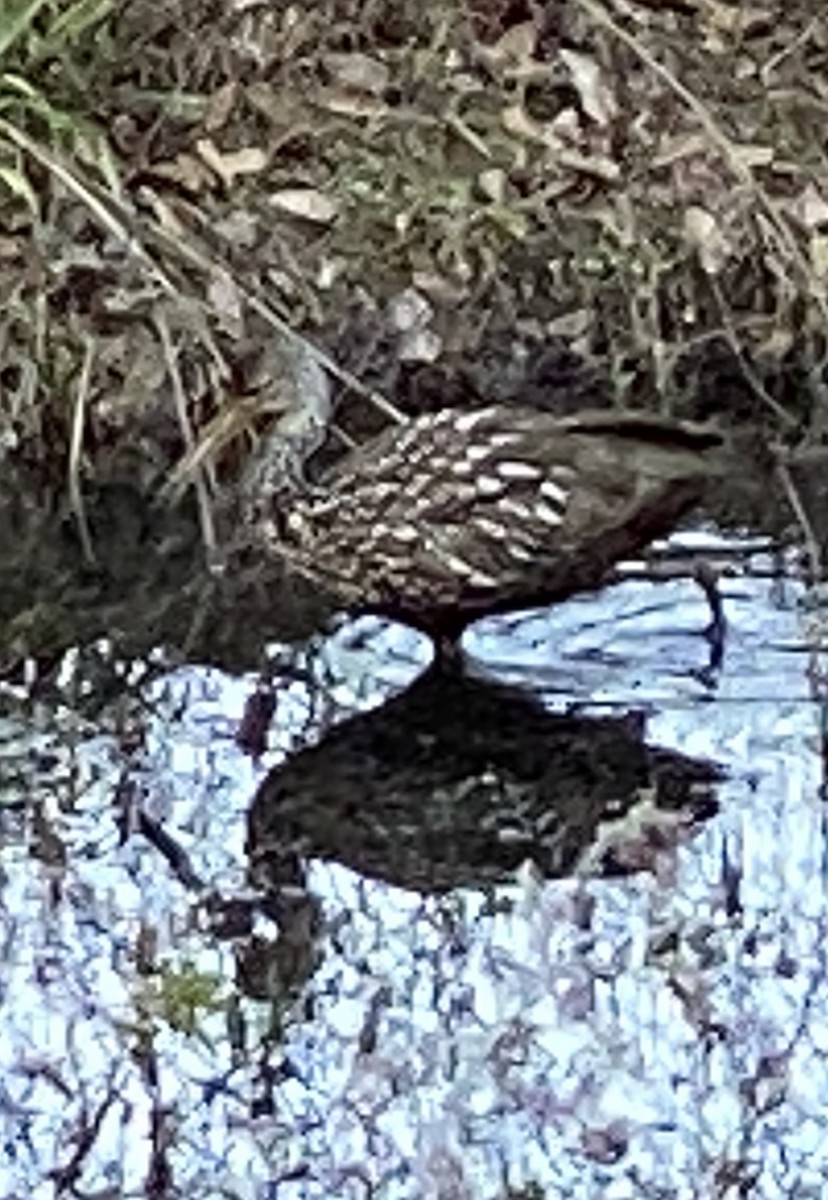 Limpkin - ML532032471