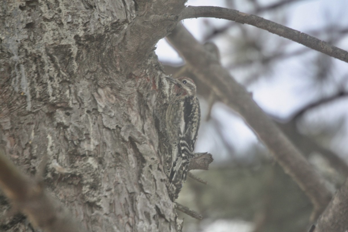 Yellow-bellied Sapsucker - Tim E.