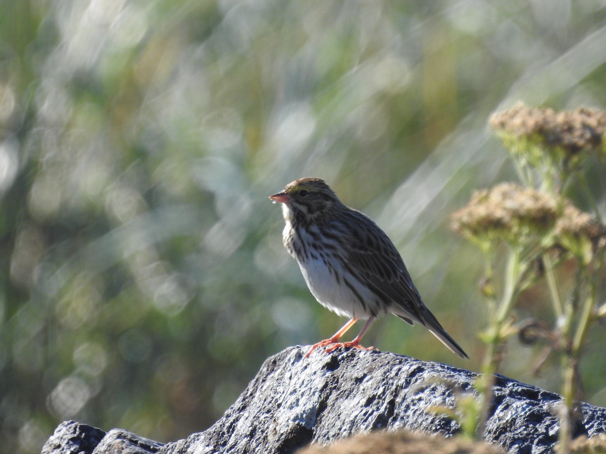 Savannah Sparrow - ML532034381