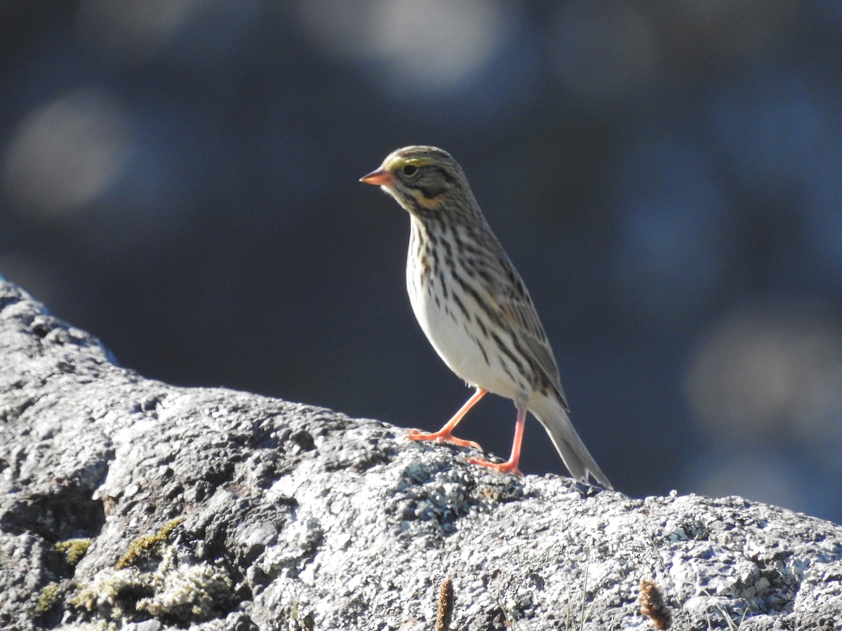 Savannah Sparrow - ML532034411