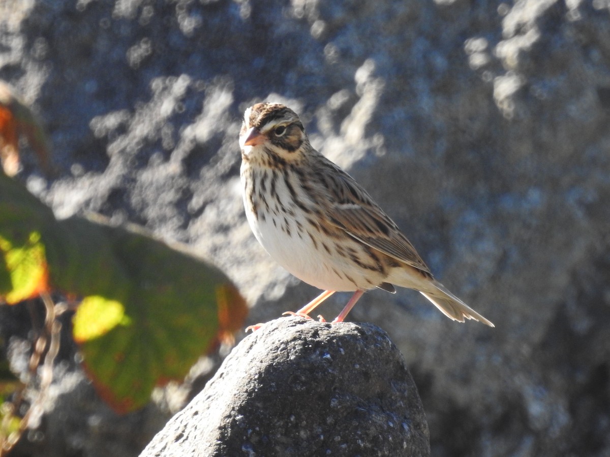 Savannah Sparrow - Doug Mongerson