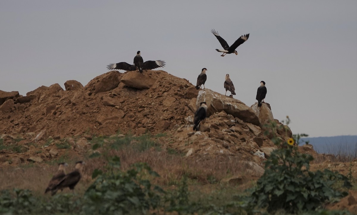 Crested Caracara (Northern) - Lynn Thompson