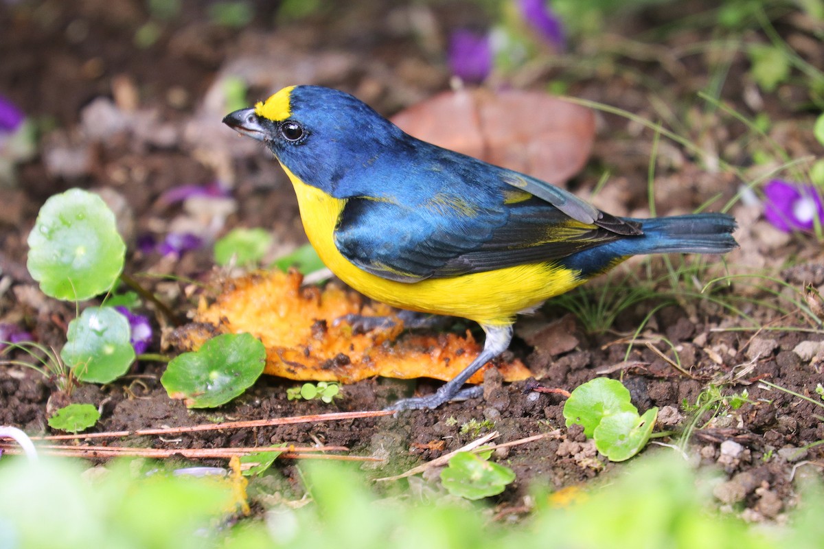 Yellow-throated Euphonia - Nathan Wall