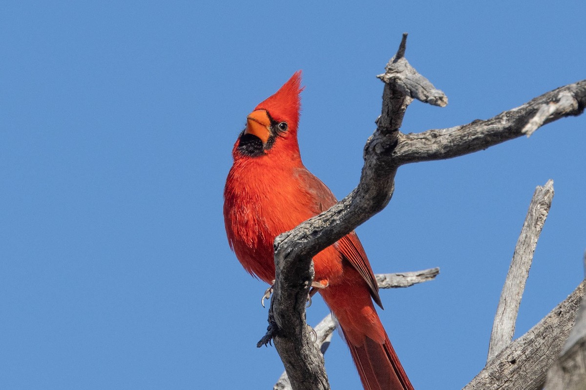 Northern Cardinal - ML532036441