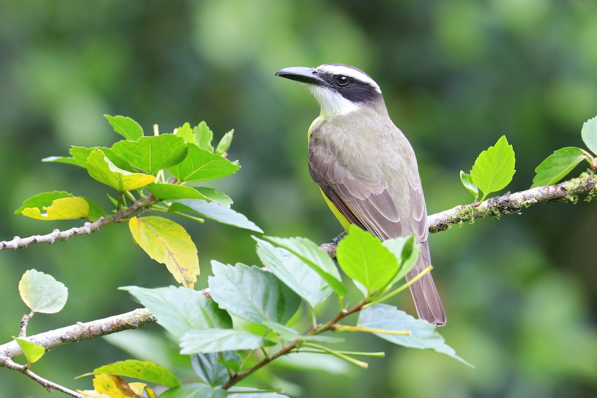 Boat-billed Flycatcher - Nathan Wall