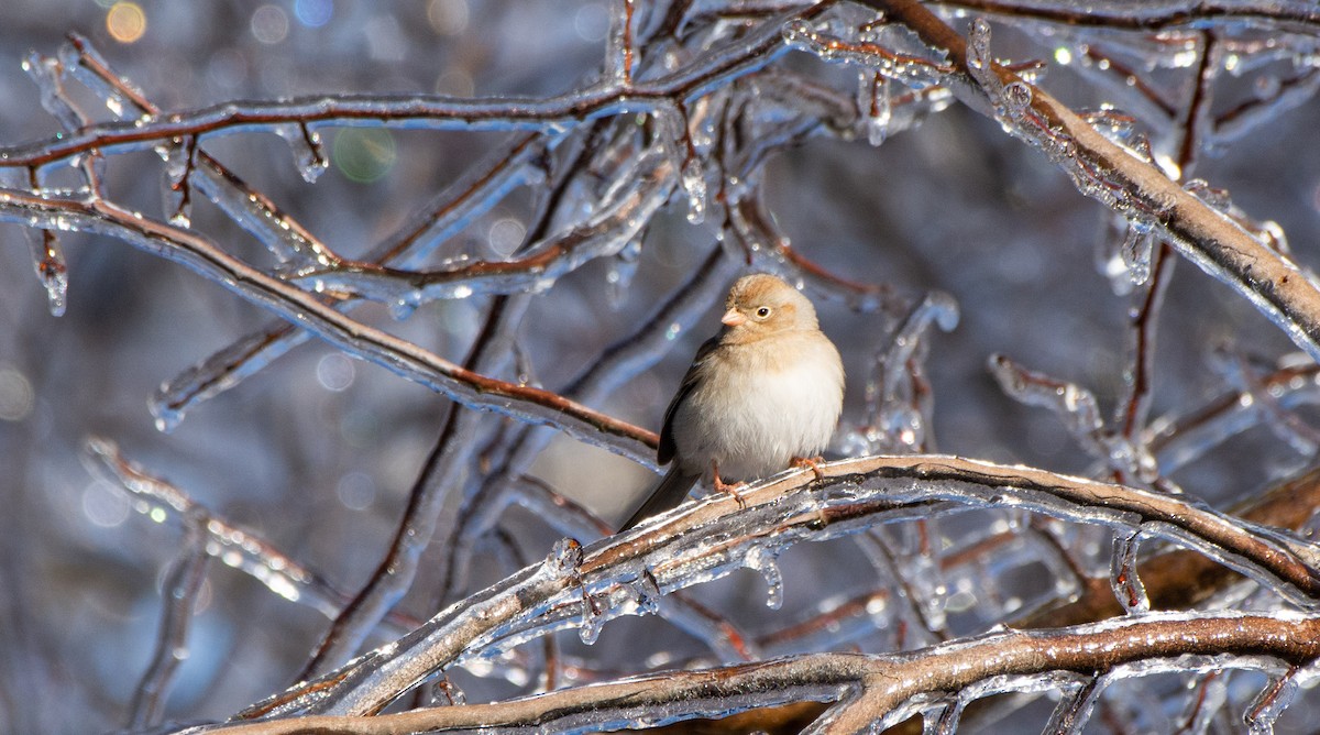 Field Sparrow - Collin Stempien