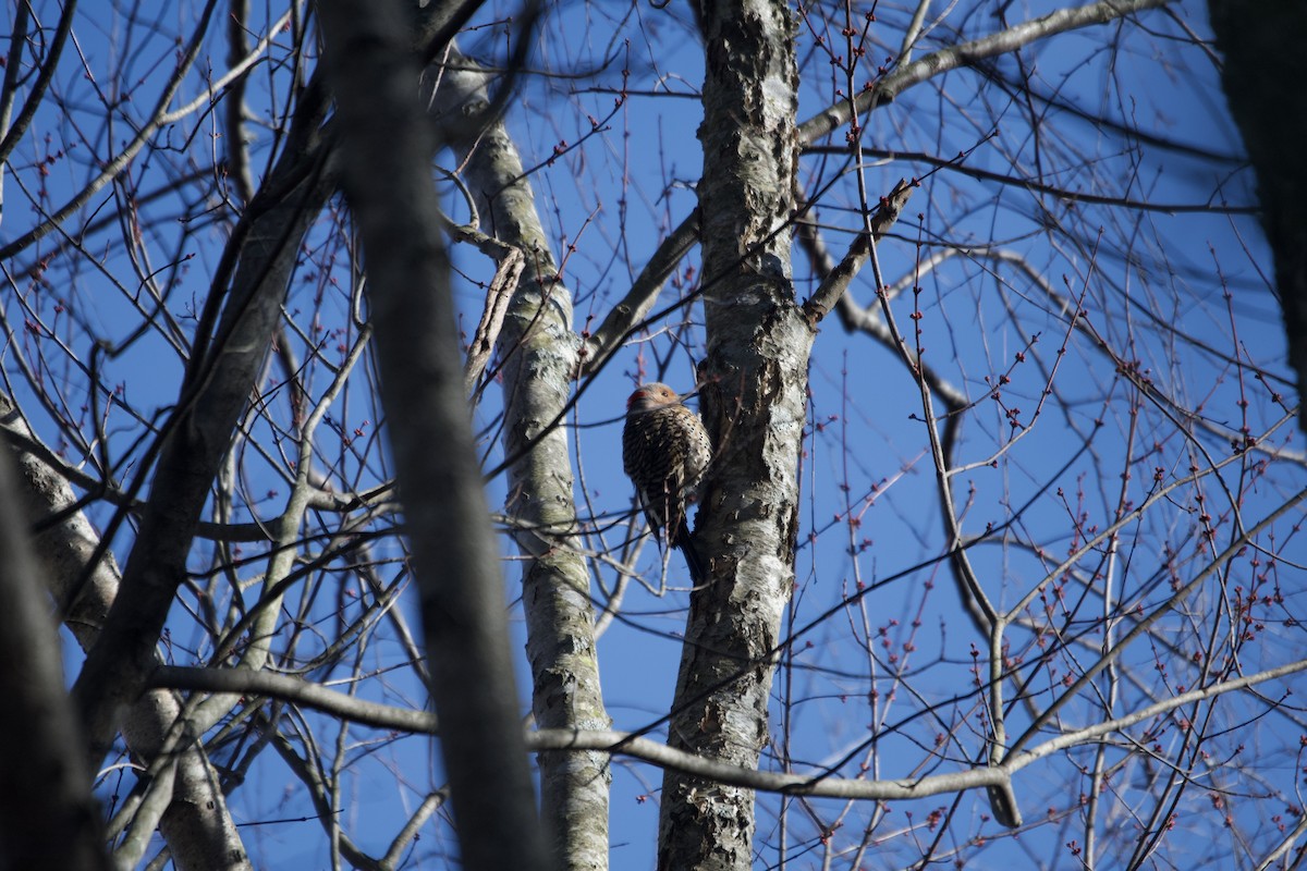 Northern Flicker - ML532039181