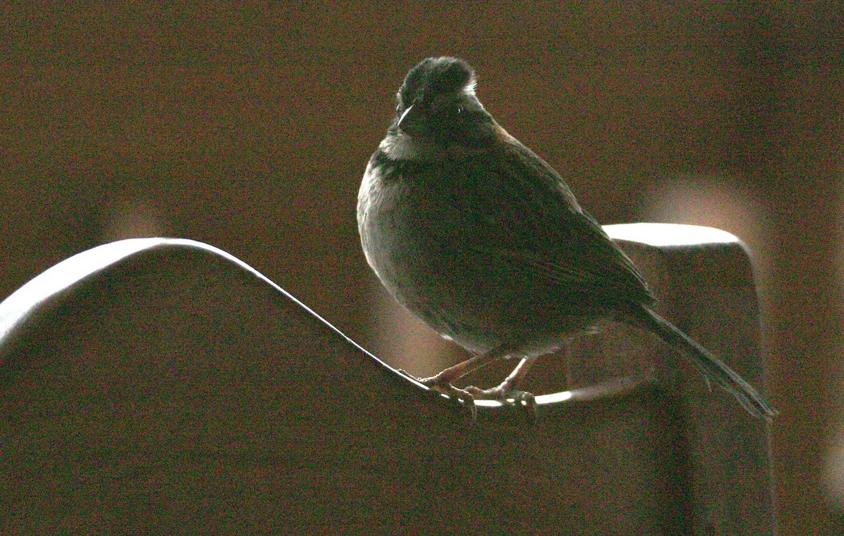 Rufous-collared Sparrow - ML532041501