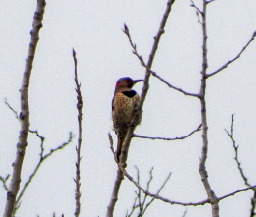 Northern Flicker - ML532041691