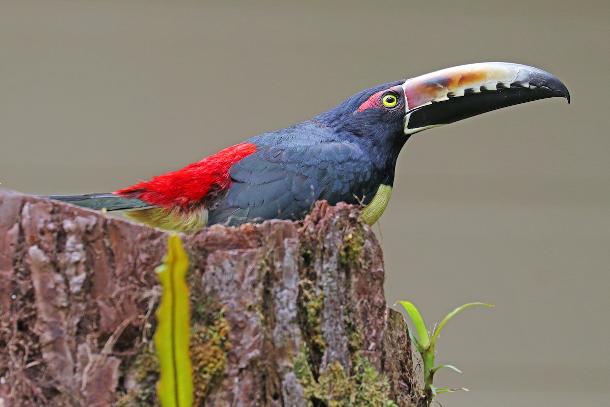 Collared Aracari - Nathan Wall