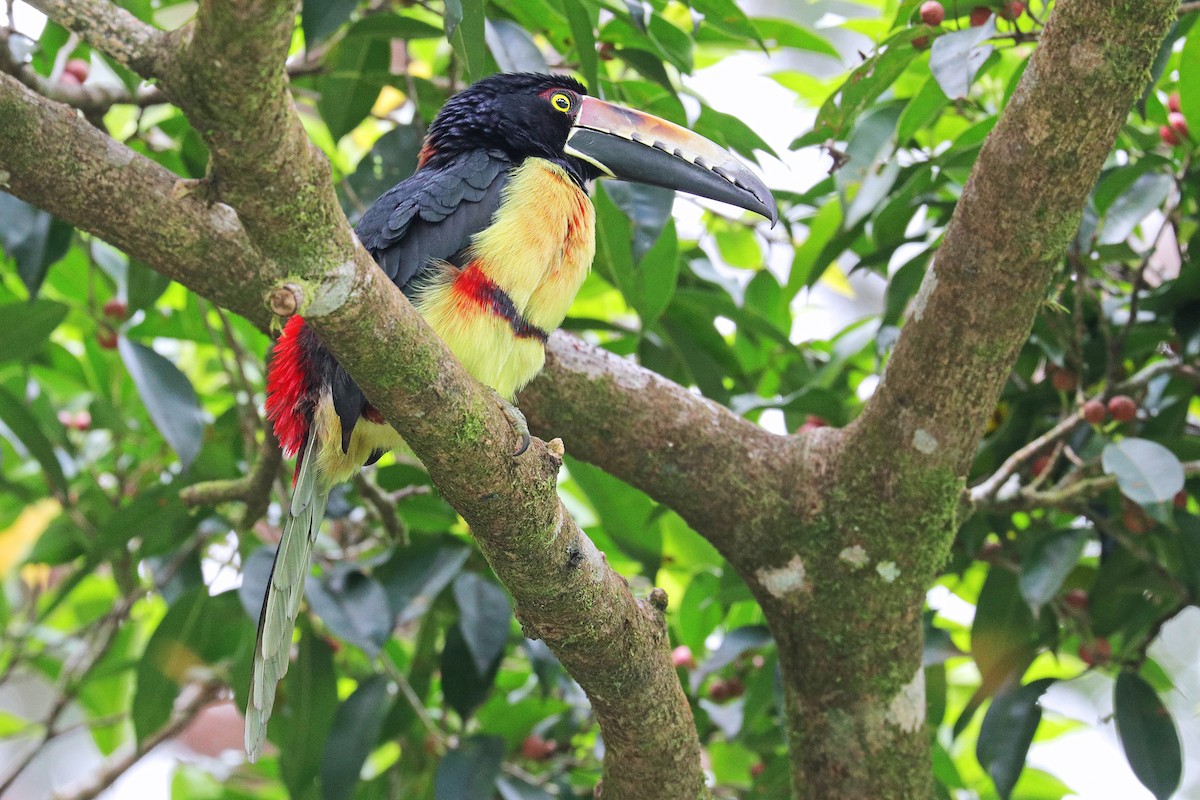 Collared Aracari - Nathan Wall