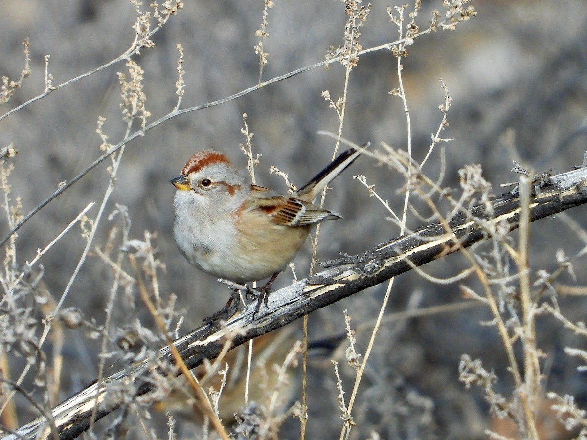 American Tree Sparrow - ML532043461