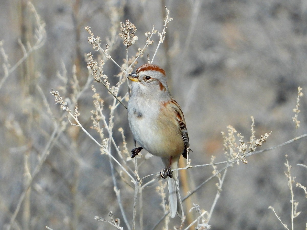 American Tree Sparrow - ML532043621