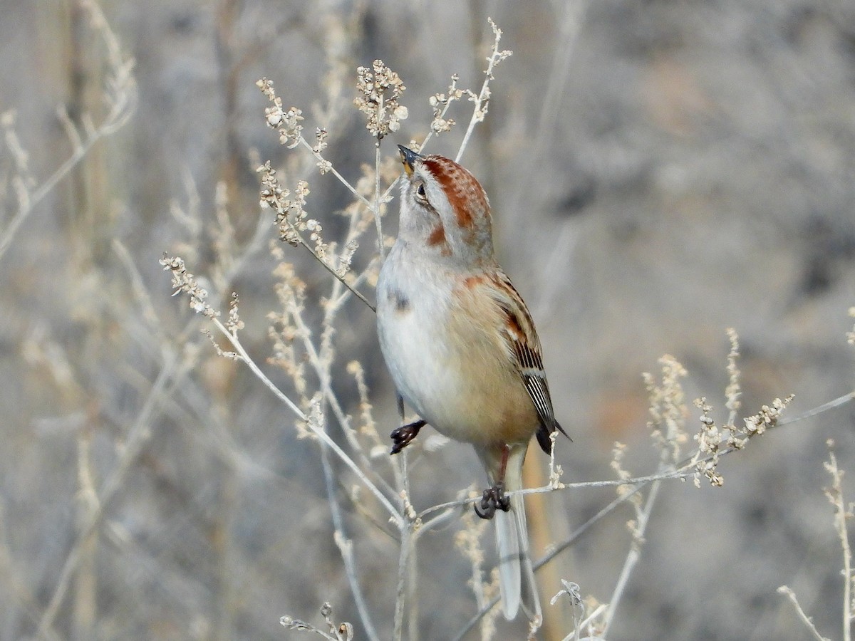 American Tree Sparrow - ML532043731
