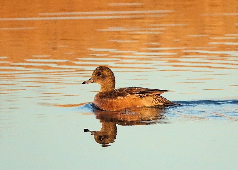 American Wigeon - Henry Detwiler