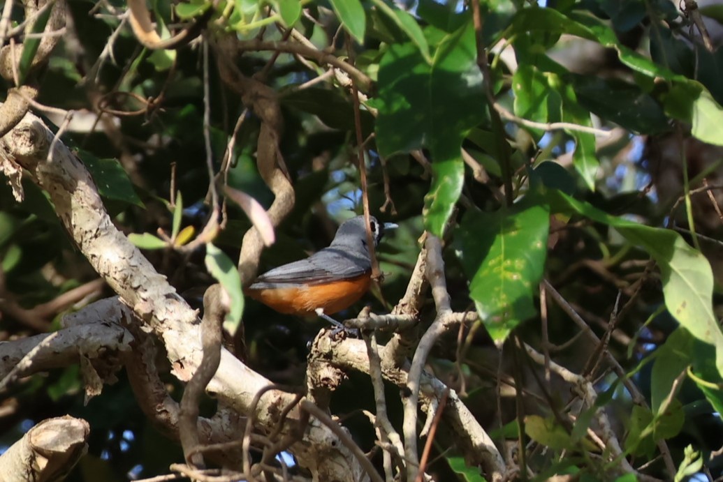 Black-faced Monarch - ML532045611