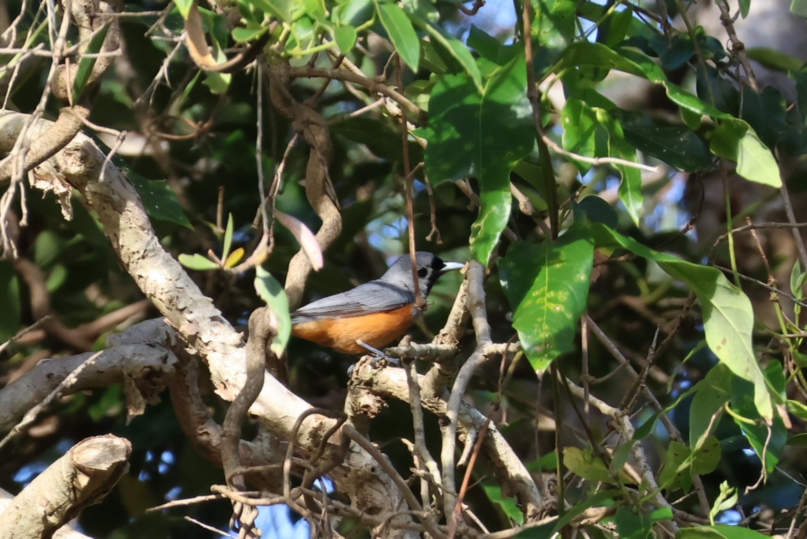 Black-faced Monarch - ML532045631