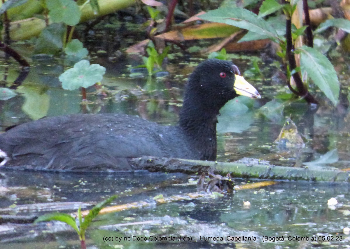 American Coot - ML532045761