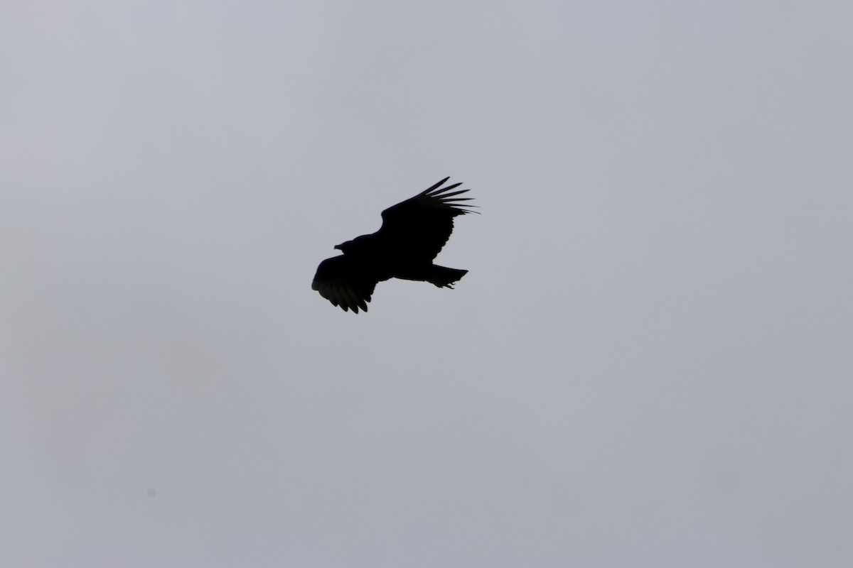 Urubu noir - ML532045811