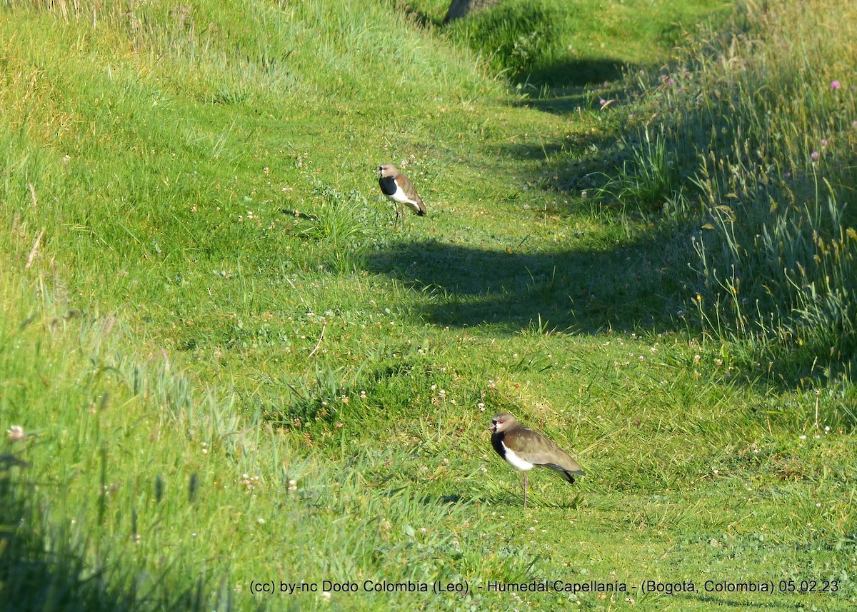 Southern Lapwing - Leonardo Ortega (Dodo Colombia)