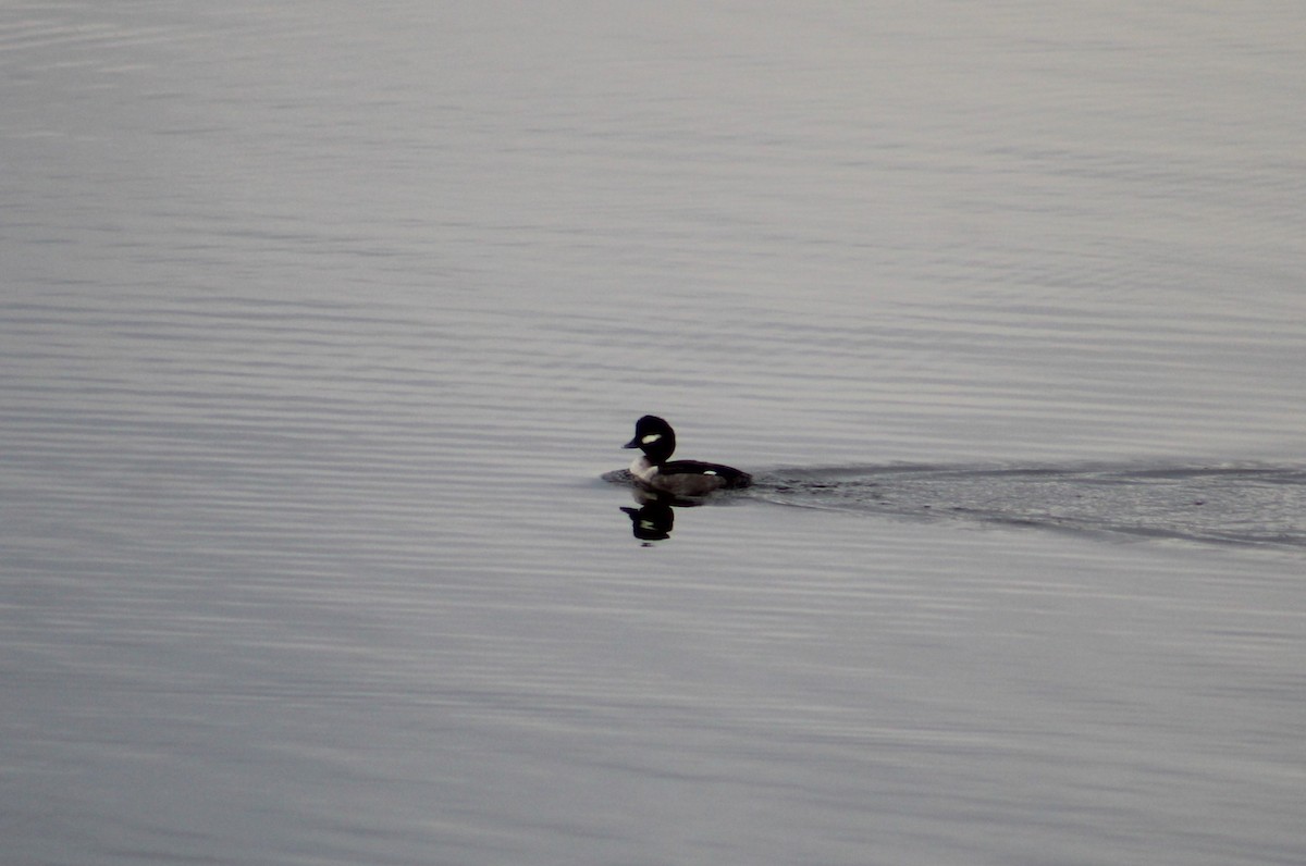 Bufflehead - ML532045981