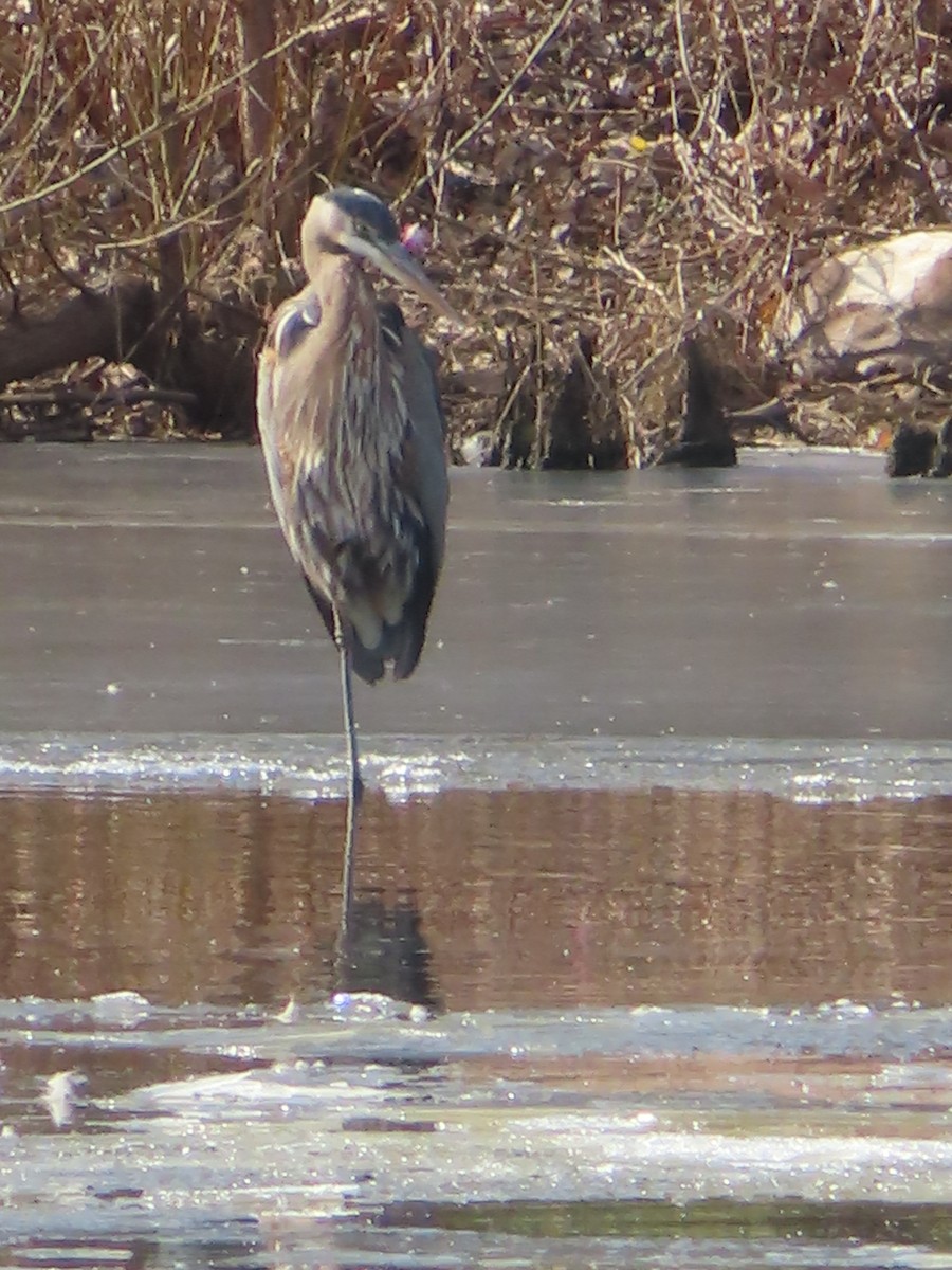 Great Blue Heron - ML532046251