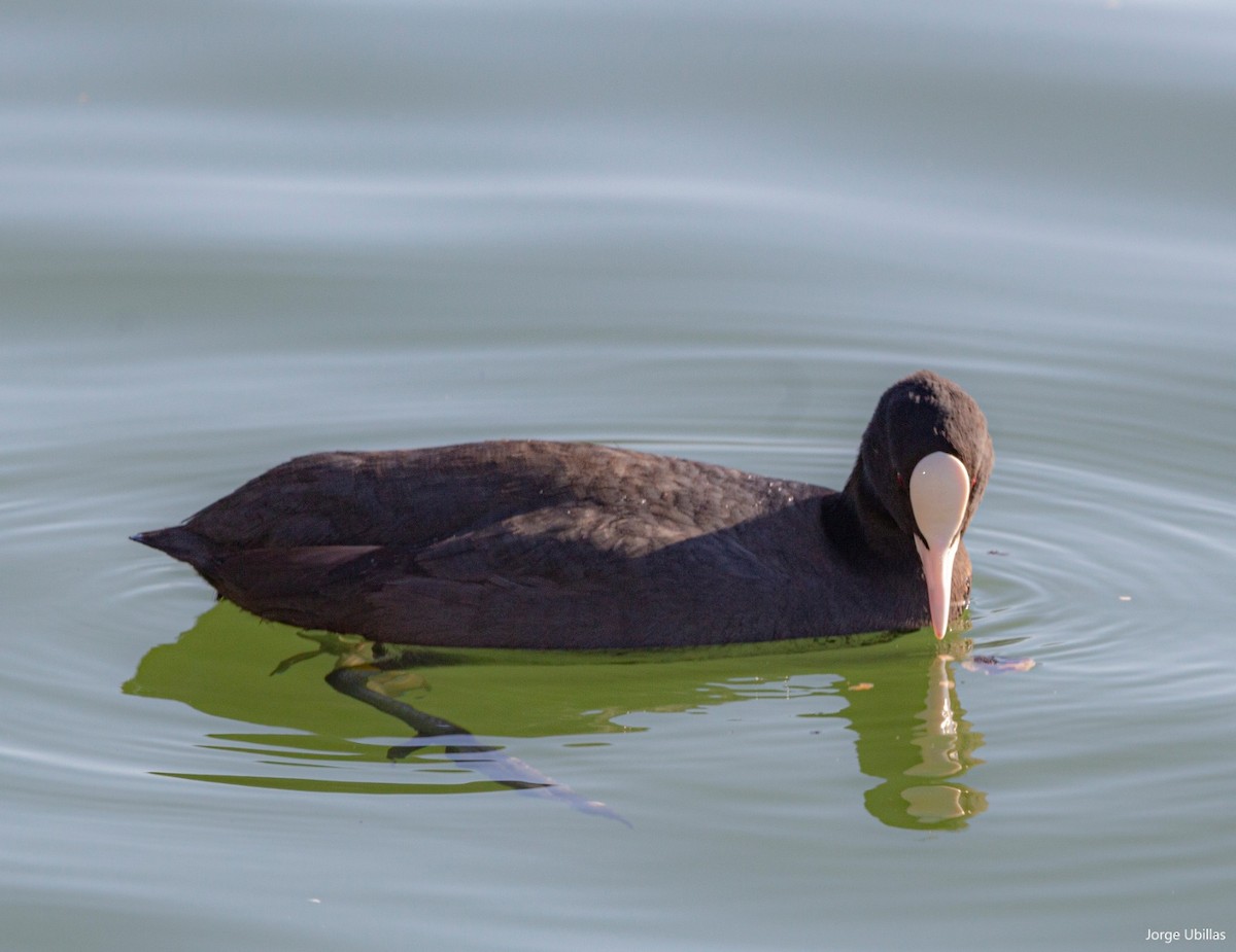 Eurasian Coot - ML532047691