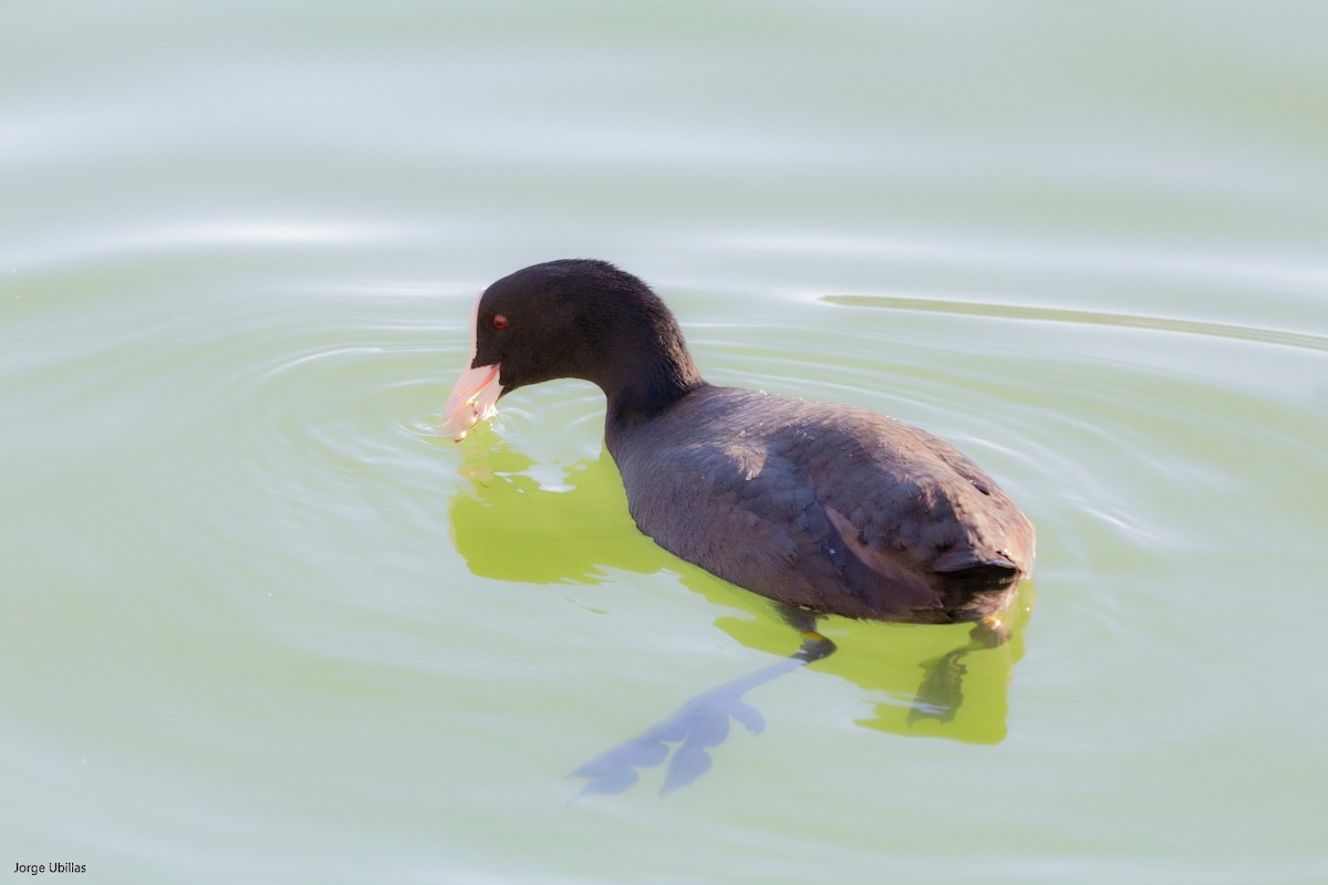 Eurasian Coot - ML532047701