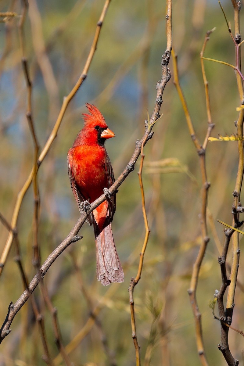 Cardinal rouge - ML532050791