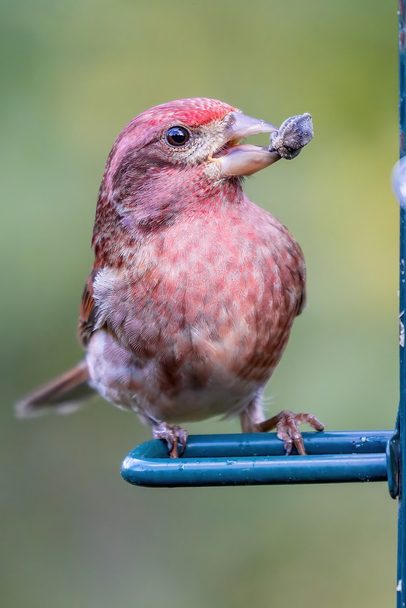 Purple Finch (Western) - Connor Cochrane