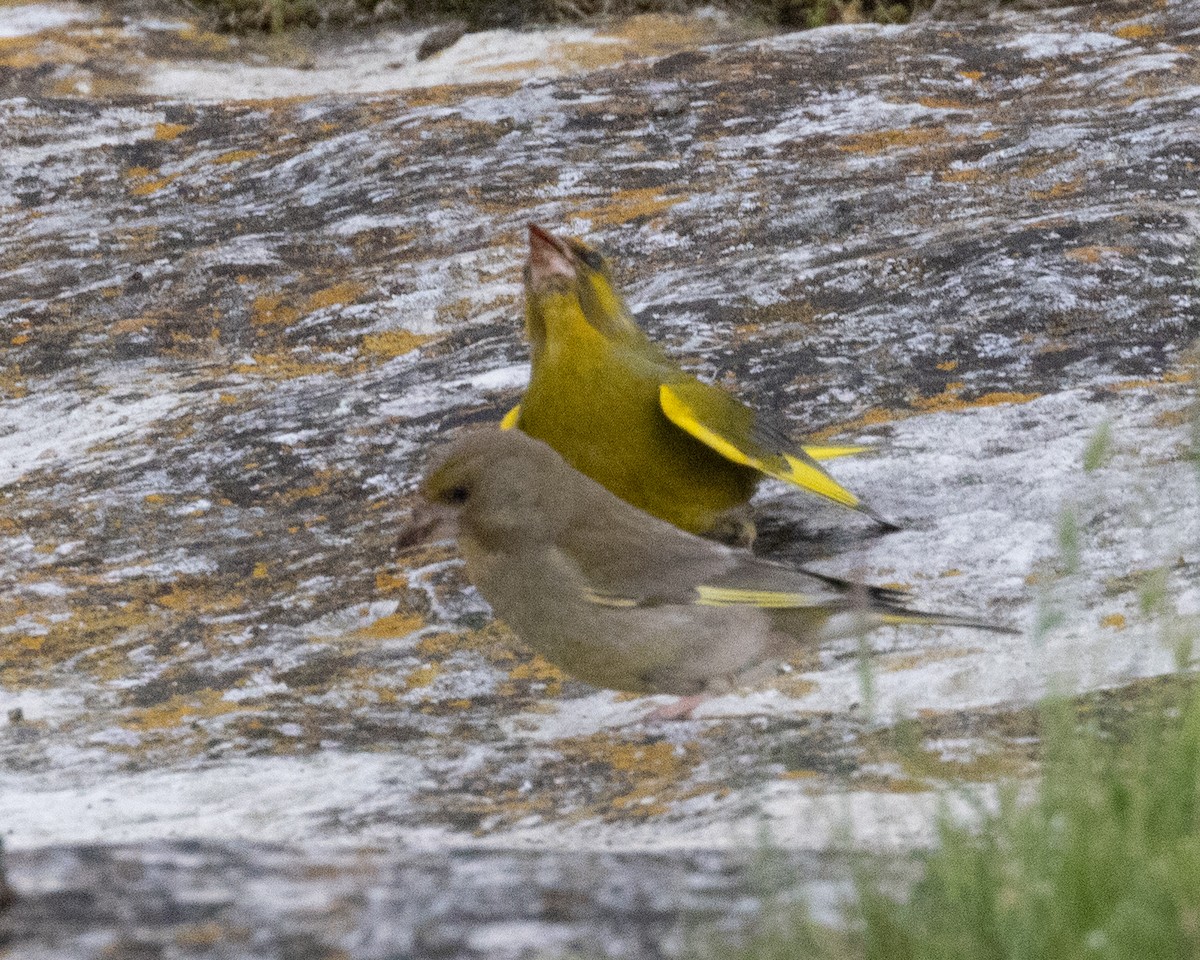 アオカワラヒワ - ML532051971